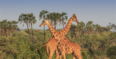 Experience The Amazing Wildlife Of Kruger National Park South Africa