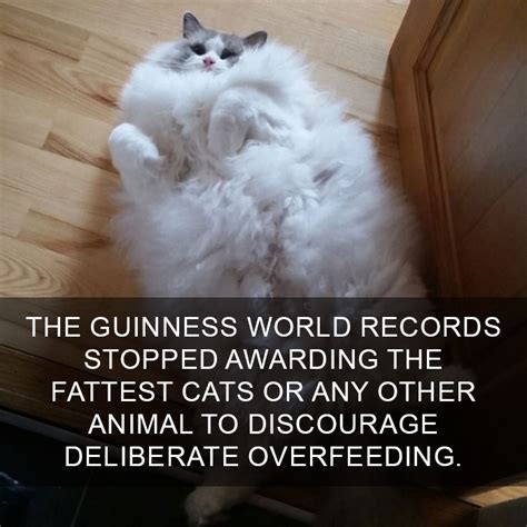 25 Cat Facts You Probably Didnt Know Mutually