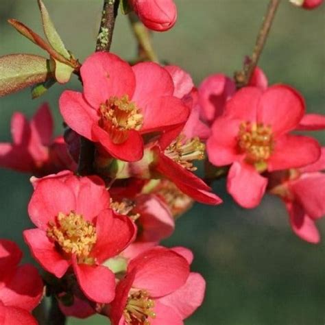 Red Flowering Quince —