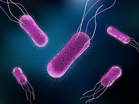What Is Salmonella Salmonellosis Causes Symptoms And Treatment Knowinsiders