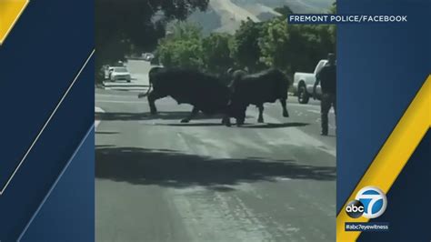 Video Bulls Seen Fighting In Middle Of California Citys Streets