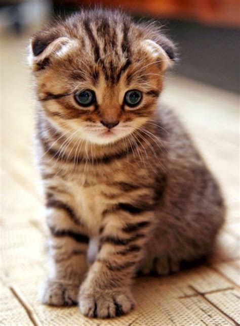 174 Best Images About Scottish Fold Cats On Pinterest