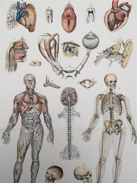 Vintage Human Organs Anatomical Drawings Poster Canvas Painting Diy