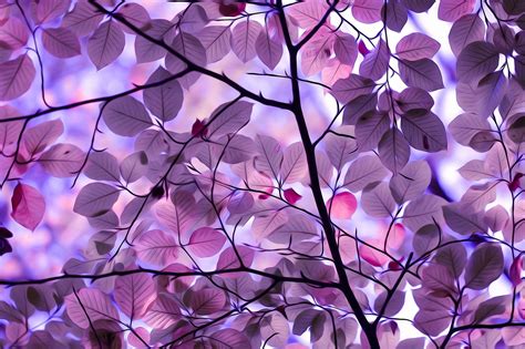 I Cant Tell If This Is A Real Picture Or Photoshop The Purple Leaves