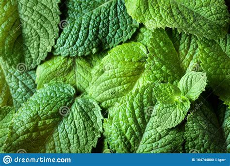 Mint Leaves Background Stock Photo Image Of Mint Color 164744000