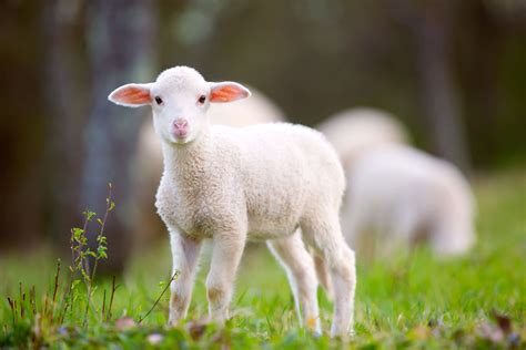 5 Reasons Lambs Are Really Just Baby Unicorns The Green Plate