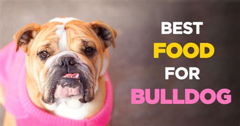 Products with the right calcium and phosphorus ratio are good for skeletal development. Best Dog Food for Bulldogs: A Guide to Bulldog Nutrition ...