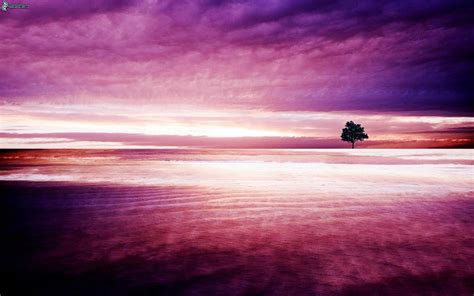 Tree Pink Horizon Lonely Hd Wallpapers Wallpaper Cave