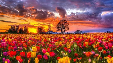 tulip fields blossoms trees clouds colors sky flowers spring sunset hd wallpaper pxfuel