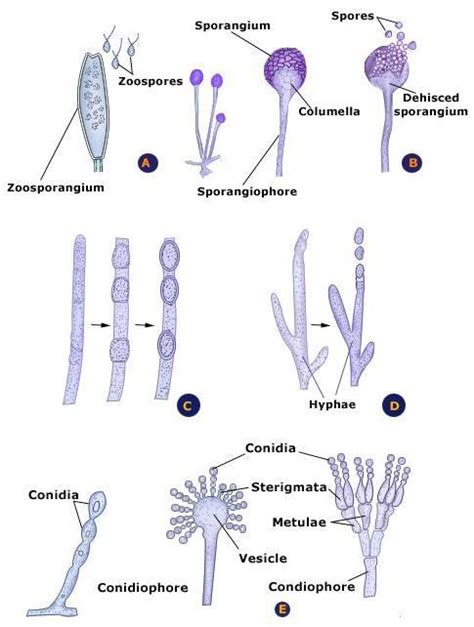 Fungi Definitioncharacteristicsreproduction And Types