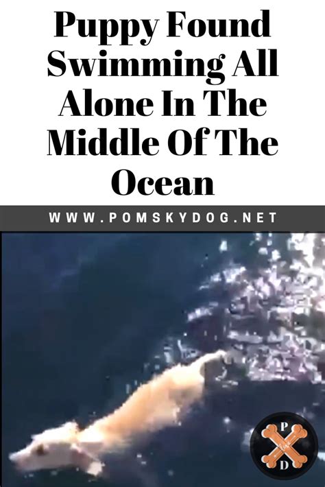 Puppy Found Swimming All Alone In The Middle Of The Ocean Pomskydog