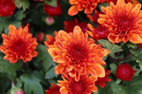 How Long Do Mums Last And How To Extend The Lifespan And Blooms