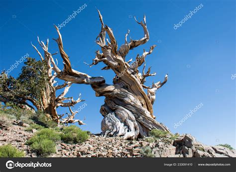 Ancient Bristlecone Pine Tree Old Trees Have Twisted Gnarled Features