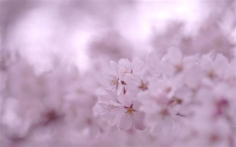 Wallpaper Flowers Branch Cherry Blossom Pink Spring Flower