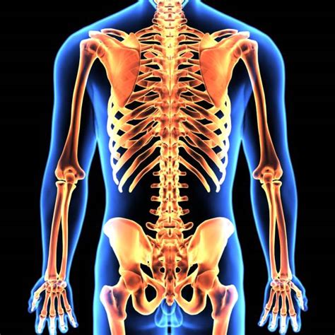 Best Musculoskeletal System Stock Photos Pictures And Royalty Free