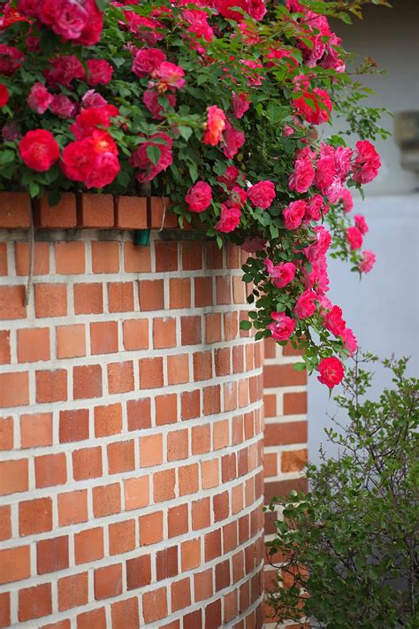 Hd Wallpaper Flowers Brick Plants Wall Vine Flowering Plant