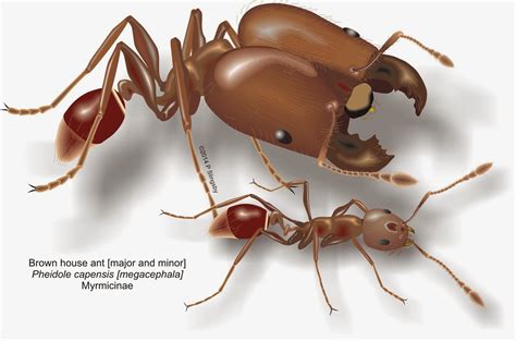 Ants Of Southern Africa Pheidole Species The House Or Big Headed Ants