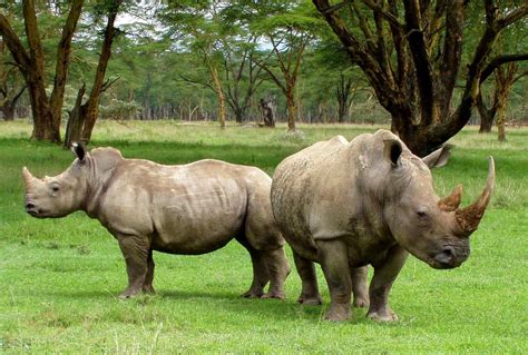 Los Diez Mejores Safaris De África En 2022