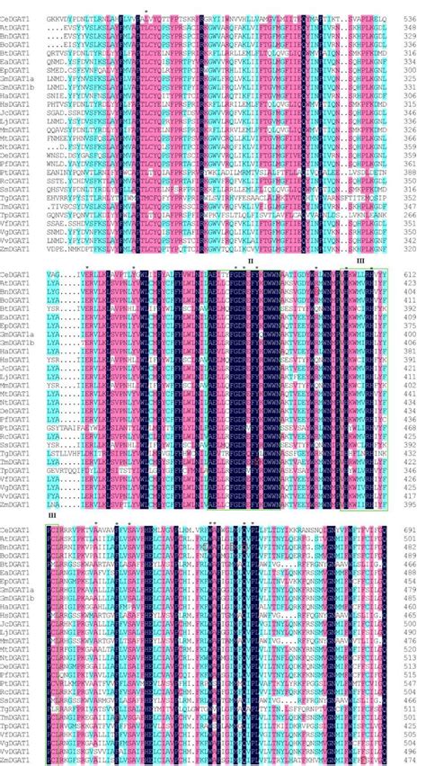 Partial Multiple Sequence Alignment Of The 28 Dgat1s From 27 Species
