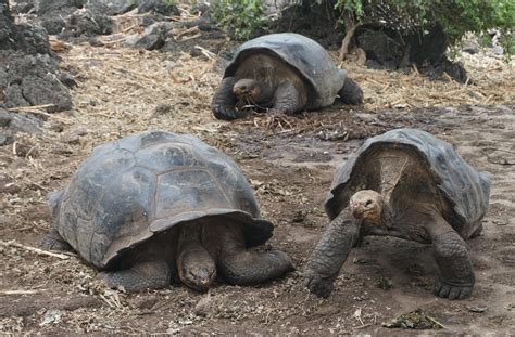 The Galápagos Giant Tortoises Chelonoidis Sp The Charles Darwin Research Station Isla Santa