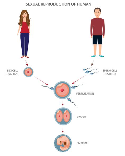 Sexual Reproduction Of Human Different Stages And Levels 21669366 Vector Art At Vecteezy