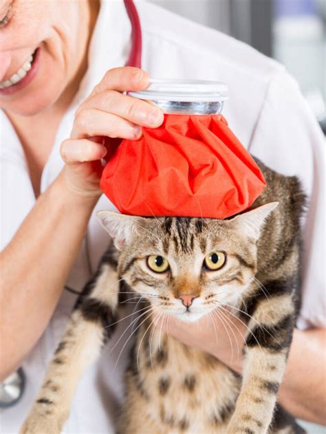 Can Cats Get Colds What All Owners Need To Know Story The Discerning Cat