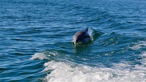 Gulf Coast Of Mexico Dolphin Photograph By Kristina Deane Pixels