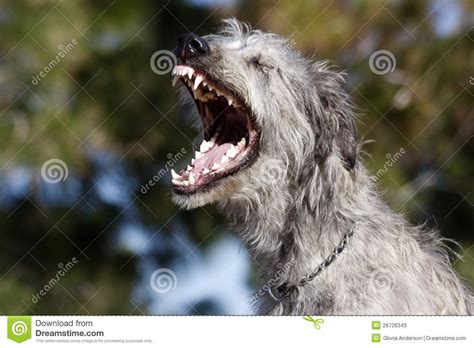 The calm, dignified, and kindly irish wolfhound is the tallest of all akc breeds. Irish Wolfhound Yawing Stock Photos - Image: 26726343 ...