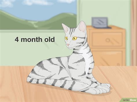 How To Tell If A Cat Is Pregnant 5 Signs To Watch For