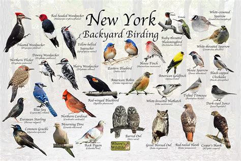 Wheres Wildlife Backyard Birds Of New York Horizontal