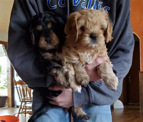 Get a boxer, husky, german shepherd, pug, and more on kijiji, canada's #1 local classifieds. Cavapoo Puppies For Sale | Pinesdale, MT in 2020 | Cavapoo ...