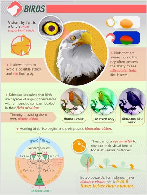 How Animals See The World Infographic By Mezzmer Science Llama