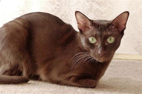 10 Russian Cat Breeds With Pictures Pet Keen