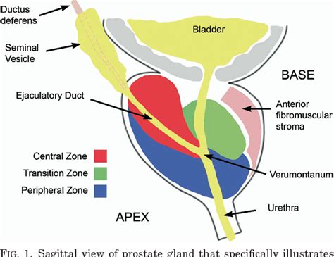 Prostate Zones Anatomy Anatomical Charts Posters