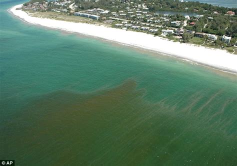 Toxic Red Tide Could Hurt Floridas Economy As It Devastates Beaches
