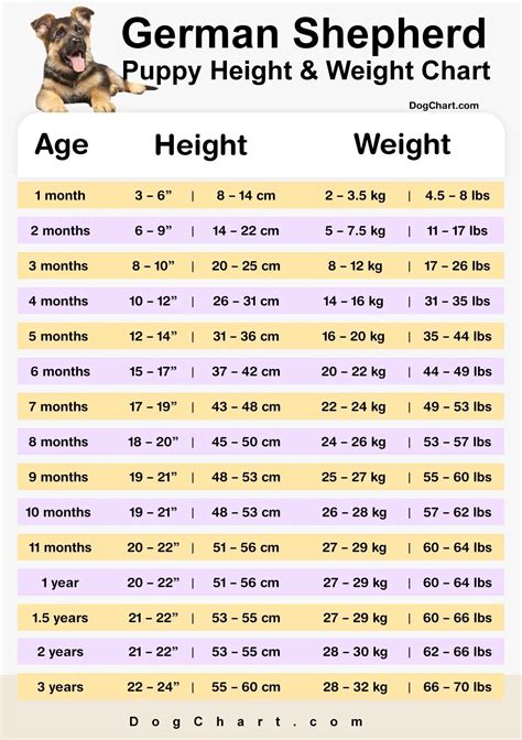 German Shepherd Puppy Height And Weight Chart In Kg And Lbs
