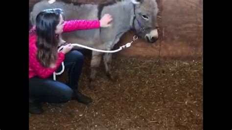 Moving Donkeys To Make Room For The New Batch Of Rescues Youtube