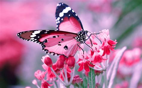 🔥 36 Flowers With Butterfly Wallpaper Hd Wallpapersafari