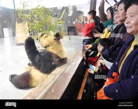 Visitors Look At The Ten Giant Pandas From Sichuan Province At The
