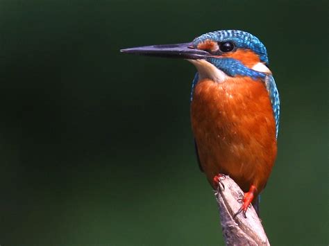 Kingfisher The Life Of Animals