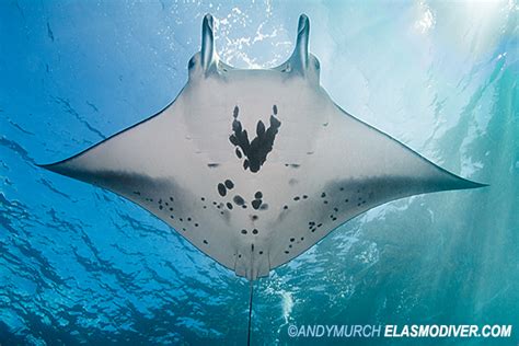 Reef Manta Ray Manta Alfredi Images And Information