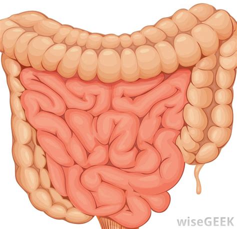 The only way the small intestine can fit into our the small intestine is where most digestion takes place. What Can Cause a Duodenal Obstruction? (with pictures)