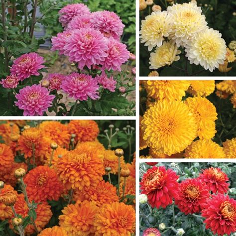 Maybe you would like to learn more about one of these? Pennine Chrysanthemum 5 Plant Collection (Late) | Woolmans