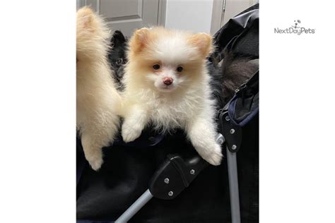 Cutie Pomeranian Puppy For Sale Near Atlanta Georgia B34964eb61