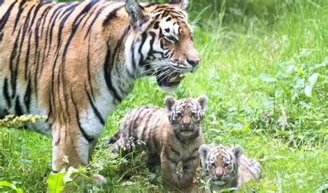 Tiger T 4 Spotted In Pench National Park With Her Four Cubs
