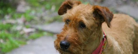 adoption policy irish terrier rescue network