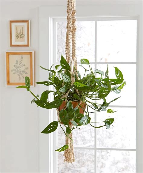 Maybe you would like to learn more about one of these? monstera-hanging-macrame-planter- low light in 2020 ...