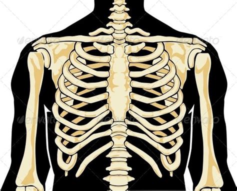 Check spelling or type a new query. Chest | Human anatomy, Human, Fashion