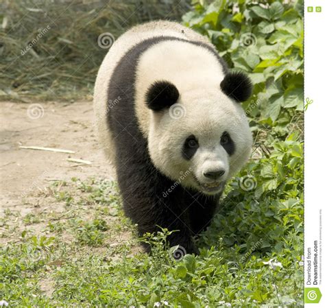Giant Panda Stock Photo Image Of Foliage Asia Black 9583270