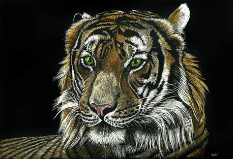 Seated Tiger Drawing By William Underwood Fine Art America